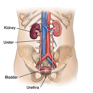 Front view of torso showing urinary system, including kidneys, ureters, and bladder.