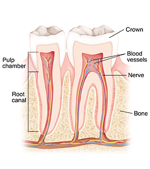 Cross section of two healthy teeth.