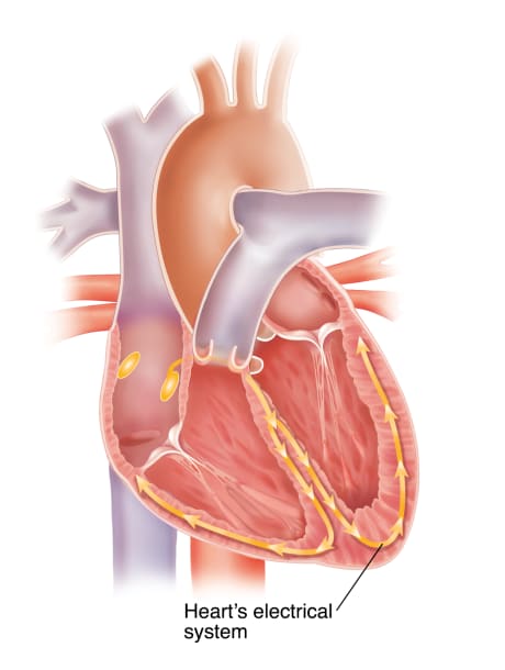 Cross section of heart showing electrical (conduction) system.