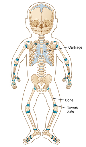 Front view of infant showing skeleton and growth plates.