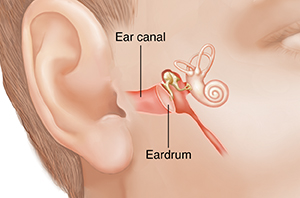 Partly turned face showing inner ear structures, including ear canal and eardrum..