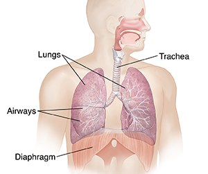 Front view of male head and torso showing respiratory system.