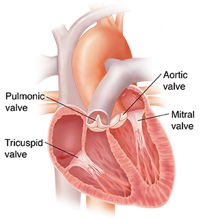 Cross section of the heart, showing the pulmonic, aortic, tricuspid, and mitral valves.