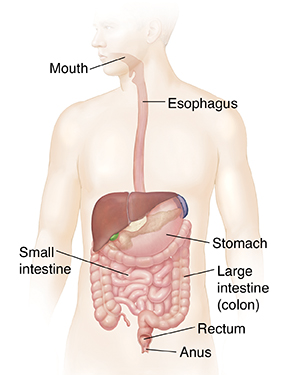 Outline of man showing gastrointestinal system.