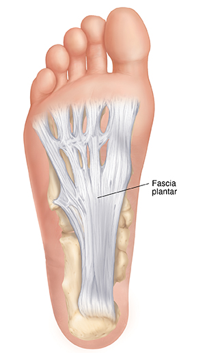 Planta del pie donde puede verse la fascia plantar.