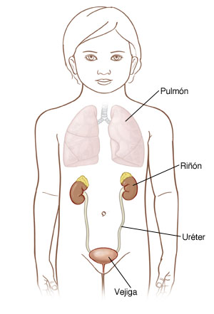 Contorno de un niño pequeño donde pueden verse los pulmones, los riñones y los uréteres que conectan los riñones con la vejiga.