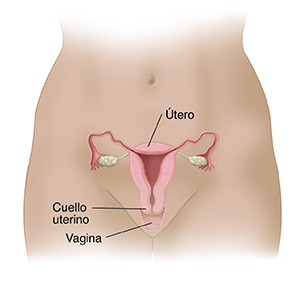 Vista frontal de la pelvis de una mujer, donde se observa un corte transversal del útero, del cuello uterino y de la vagina.