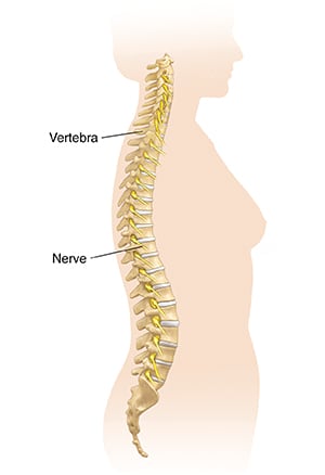 Side view of woman's body showing spine.