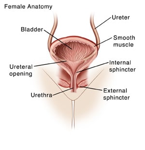 Front view cross section of female urinary tract showing bladder, urethra, ureters, and sphincter muscles.