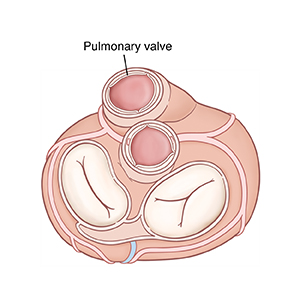 Top view of heart showing open pulmonary valve.