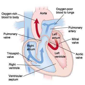 Cross section of heart showing normal blood flow into and out of both sides of heart.